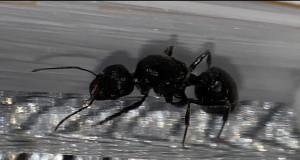 Messor arenarius, [Blog] Messor arenarius