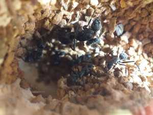 Gyne, [Blog] Camponotus petersii d'Ant51