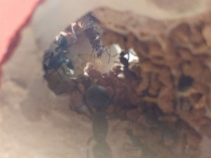 Une petite partie du couvain, [Blog] Camponotus petersii d'Ant51