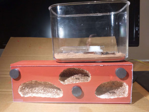 Le nid, [Blog] Camponotus petersii d'Ant51