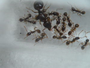 Aphaenogaster sp aff subterranea 2, [Blog] Présentation de mes colonies