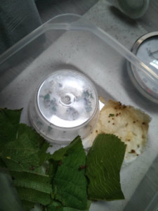 Installation initiale., Les Acromyrmex d'Antonymous