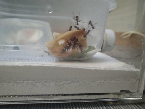 Le lieu d'installation spontané..., Les Acromyrmex d'Antonymous