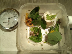 Installation du nouveau fungus (sur le couvercle, sans mini boite), Les Acromyrmex d'Antonymous