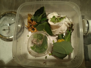 Installation du nouveau fungus (sur le couvercle avec mini boite), Les Acromyrmex d'Antonymous