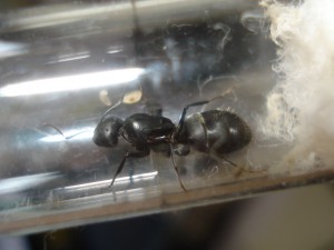 gyne Camponotus micans, Les Camponotus de funkyben