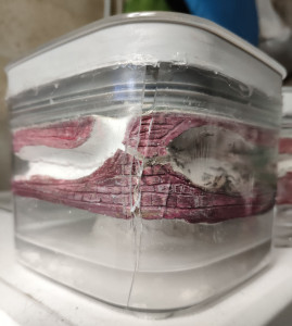 Deuxième nid craqué, Mon hôtel à fourmis pour l'hiver