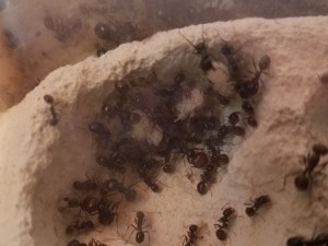 3 nymphes de mâles, Suivi de mes colonies