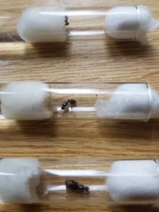 Les 3 gynes, Suivi de mes colonies