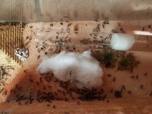 ... qui engendre des SDF, Suivi de mes colonies