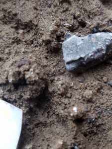 2 ouvrières Ponera, Suivi de mes colonies