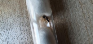 Mandibules ouvertes en position de défense, [Blog] Tetramorium sp