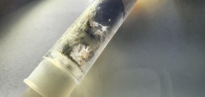 Les cocons., [Blog] La petite fourmi noire des jardins, alias Lasius sp. noire !