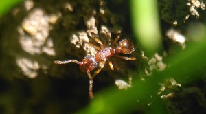 Myrmica de mon jardin, fairphone + lentille pixtermacro 25 mm