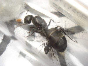 Fondation Camponotus micans, Les Camponotus de funkyben