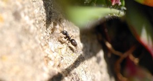 petite fourmi noire de 2-3 mm, fairphone + lentille pixtermacro 25 mm