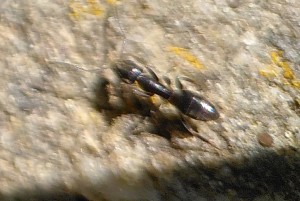 Belle forme longue, [Tapinoma erraticum] Ouvrière petite noire que j'espère ne pas être des Lasius