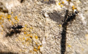 Doublon, [Tapinoma erraticum] Ouvrière petite noire que j'espère ne pas être des Lasius