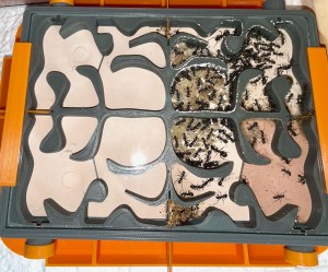 Nid en fonctionnement, Un nid en impression 3D évolutif et modulaire