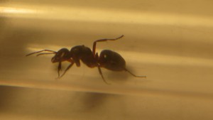 Vue de profil Gyne 1, [Formica sp; Myrmica sp.] Gyne pyrénéenne et une autre de Palaiseau