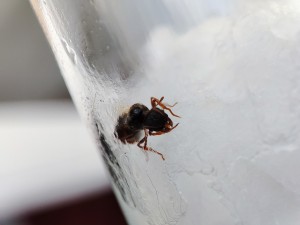 3ème photo, [Tetramorium sp.] Demande identification d'une gyne