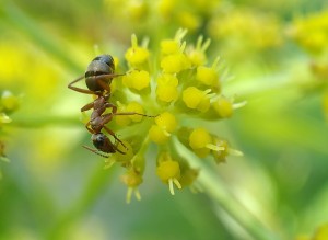 2ème vue globale, [Formica cunicularia] Sont-ce des Formica rufibarbis ?