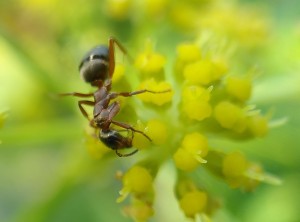 Pour le mesosoma, [Formica cunicularia] Sont-ce des Formica rufibarbis ?