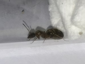[Lasius sp.] Identification gynes en France, F54E2B96-0C1C-4D8F-9413-250AAE1741DF.jpeg