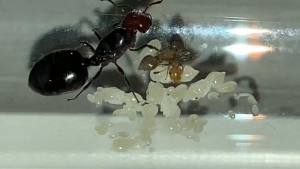 Première ouvrière !, [Blog] Scurlette, une reine de pique (Crematogaster scutellaris)