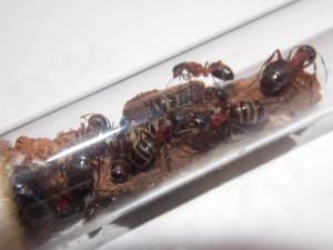 C. herculeanus juillet 2018, [Blog] Les Camponotus herculeanus d'Ookami