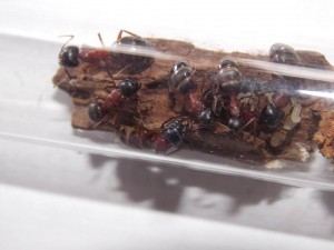 C. herculeanus juillet 2018, [Blog] Les Camponotus herculeanus d'Ookami