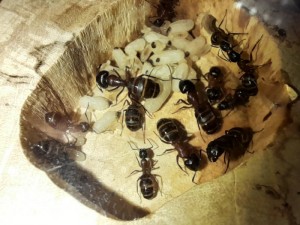 une des chambres, [Blog] Les Camponotus herculeanus d'Ookami