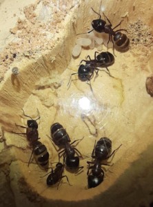ponte et ouvrières, [Blog] Les Camponotus herculeanus d'Ookami