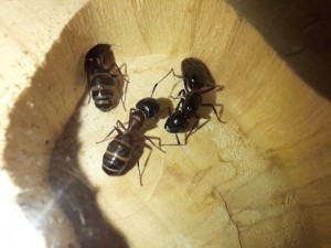  Les Camponotus herculeanus d'Ookami, Mme la gyne et un major