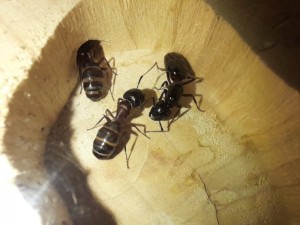 Mme la gyne et un major, [Blog] Les Camponotus herculeanus d'Ookami