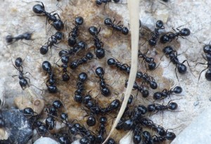 Le liquide sucré remporte un franc succès chez les granivores !, Les fourmis de la Côte d'Azur
