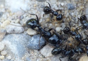 Un sympathique major ! :o, Les fourmis de la Côte d'Azur