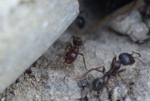 Bien que le nid soit petit, son entrée est bien gardée., Les fourmis de la Côte d'Azur