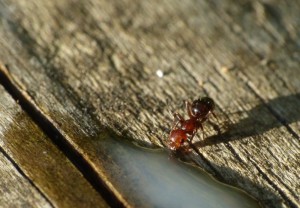 Camponotus lateralis avant..., Les fourmis de la Côte d'Azur