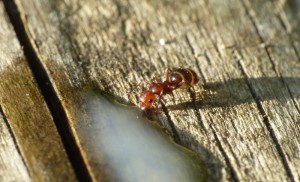 ...et après., Les fourmis de la Côte d'Azur