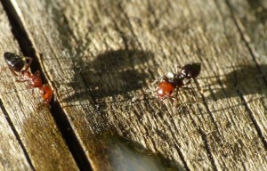 Amie ?, Les fourmis de la Côte d'Azur