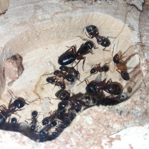 mi-juillet 2021, [Blog] Les Camponotus herculeanus d'Ookami