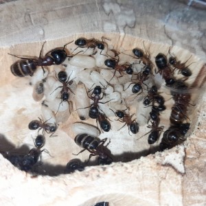mi-juillet 2021, [Blog] Les Camponotus herculeanus d'Ookami