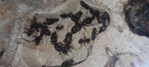 fin juillet 2021, [Blog] Les Camponotus herculeanus d'Ookami
