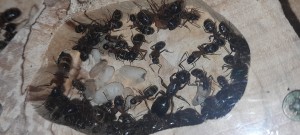 fin juillet 2021, [Blog] Les Camponotus herculeanus d'Ookami