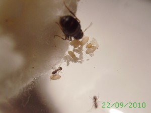 22 sept (3), [Blog] Lasius niger (de David)