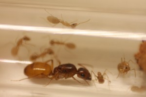 28092018 C turkestanus, [Blog] Camponotus fedtschenkoi