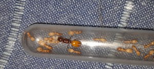 C fedtschenkoi, [Blog] Camponotus fedtschenkoi