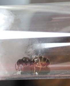 Photo 1, [Lasius sp.] Gyne trouvée près de l'eau