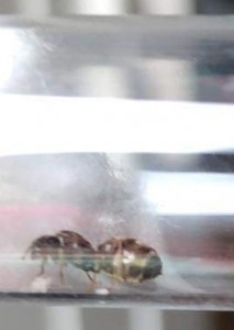 Photo 2, [Lasius sp.] Gyne trouvée près de l'eau